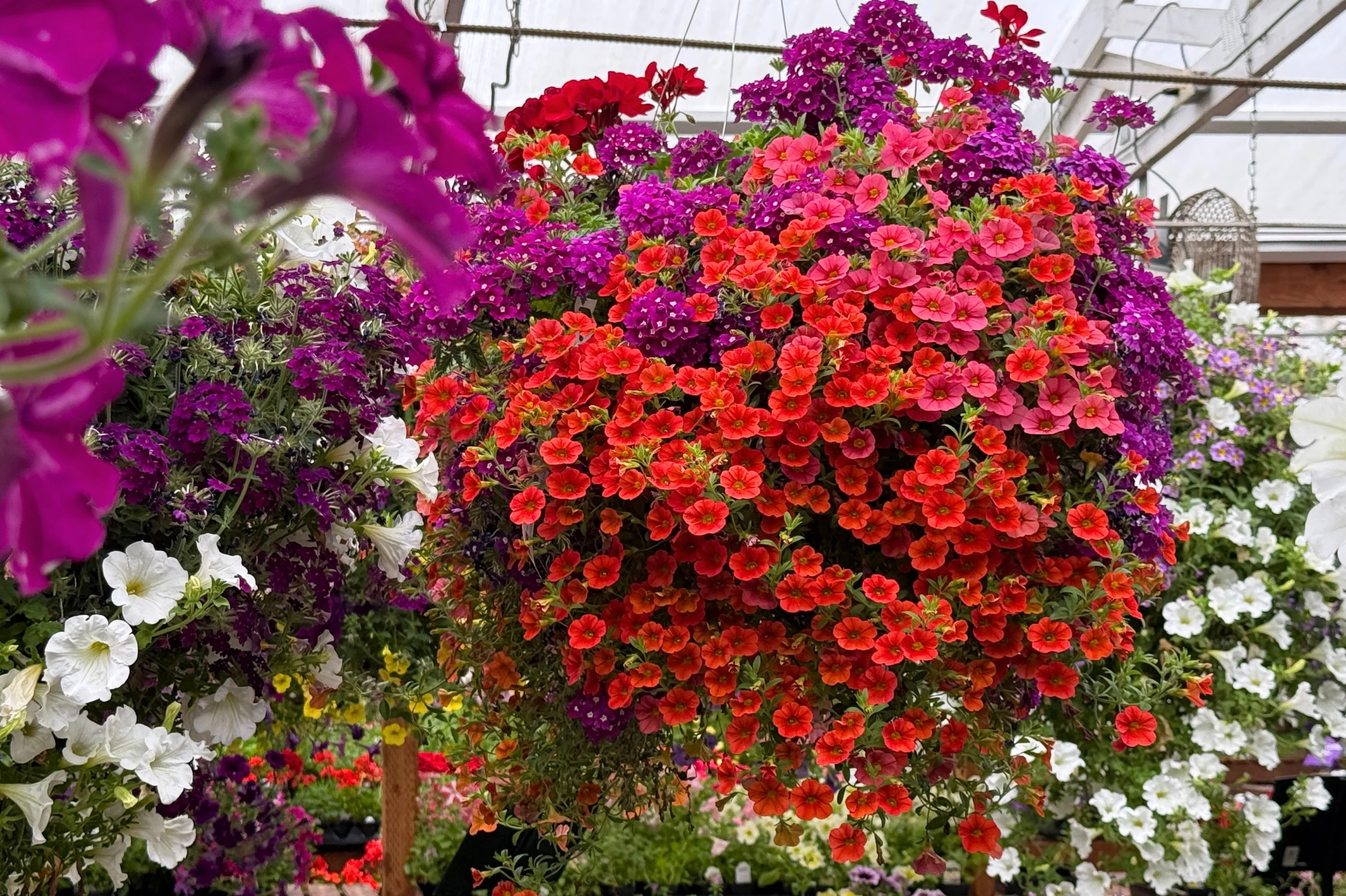 Bring Nature Home with Watson's