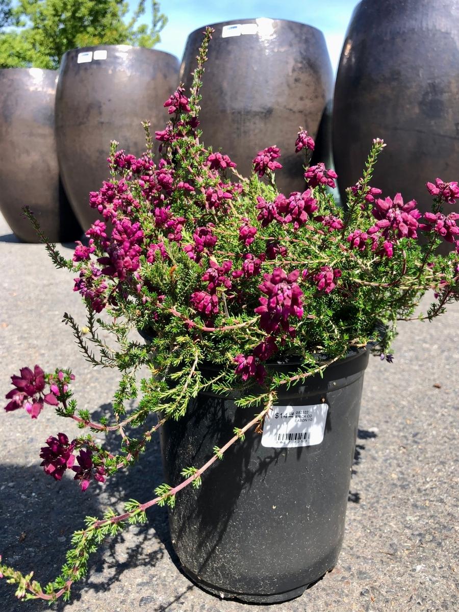 Nursery Sale